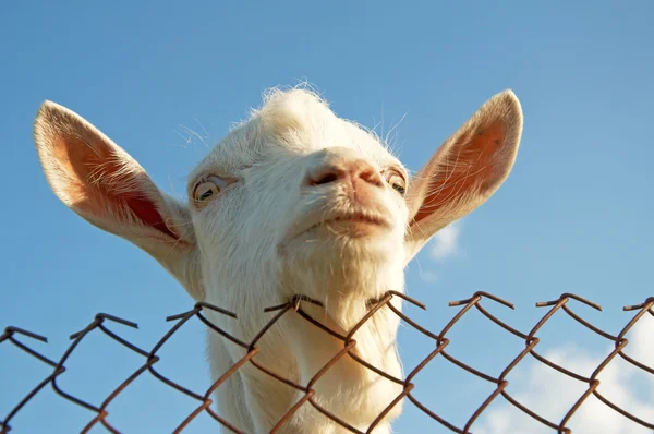 A young goat — Stock Photo, Image