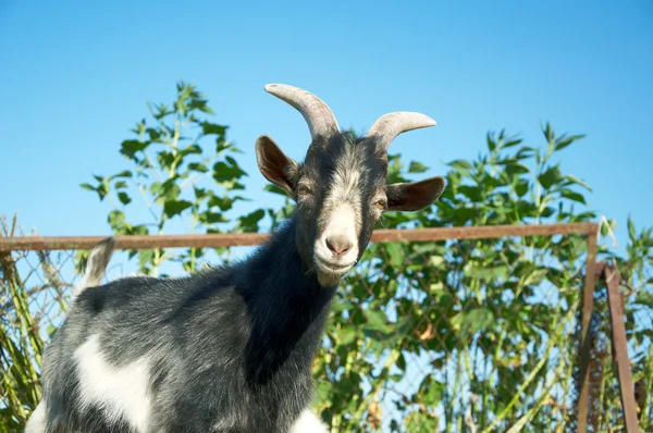 A young goat — Stock Photo, Image