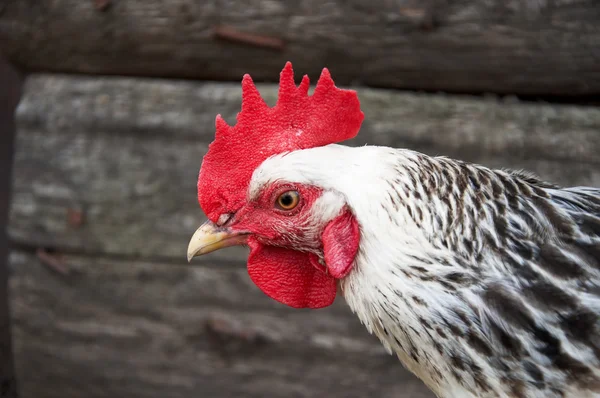 Csirke fej — Stock Fotó