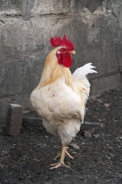 stock image Big cock