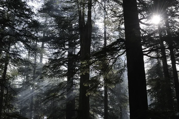 stock image Sun and smoke in the forest