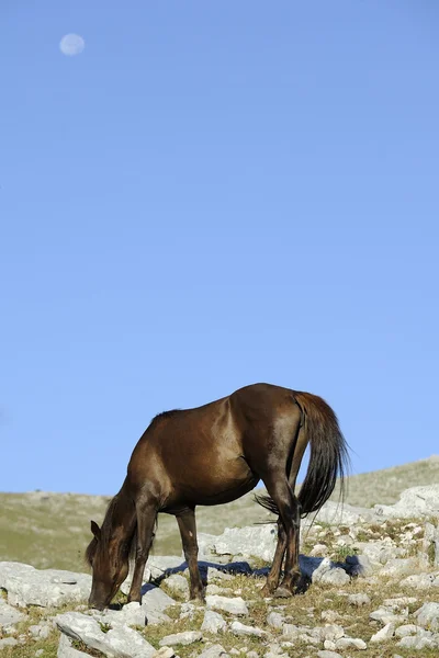 Лошадь и луна — стоковое фото