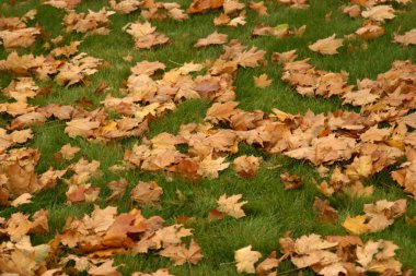 Yellow leaves on green lawn clipart