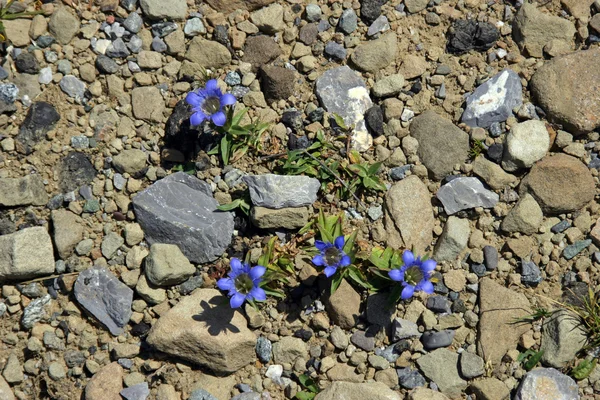 stock image Gentian