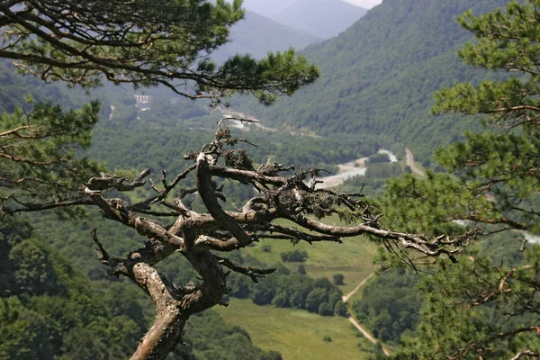 Verdorde naaldboom op berghelling — Stockfoto