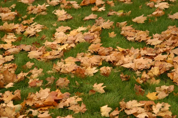 Yellow leaves on green lawn Royalty Free Stock Images