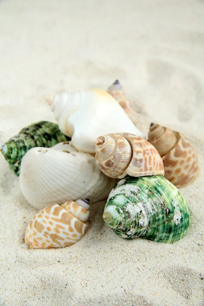 Seashells in the sand — Stock Photo, Image