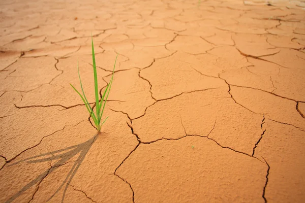 Pora sucha — Zdjęcie stockowe