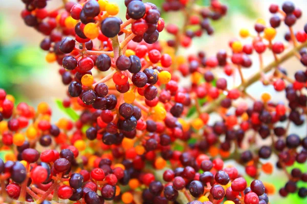 Stock image Abstract Fruits