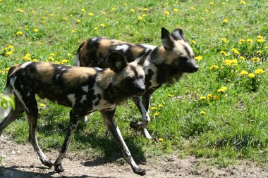 African Dogs clipart