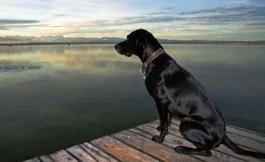 Dog at the lake clipart