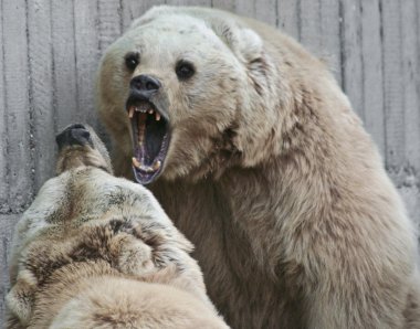 Bear fight clipart