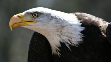 Bald eagle clipart