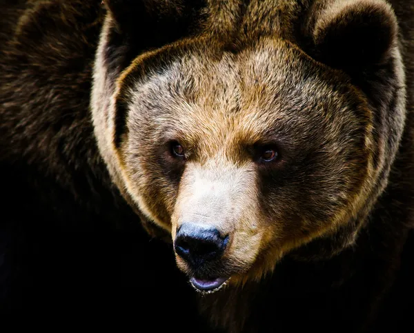 Medve — Stock Fotó