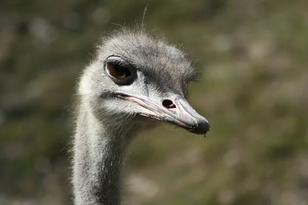 EMU — Stok fotoğraf