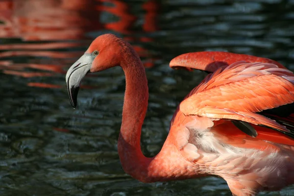 stock image Flamingo