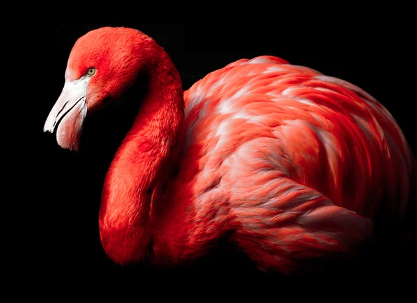 stock image Flamingo