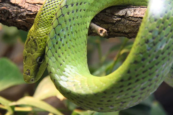 Gladde slangen — Stockfoto