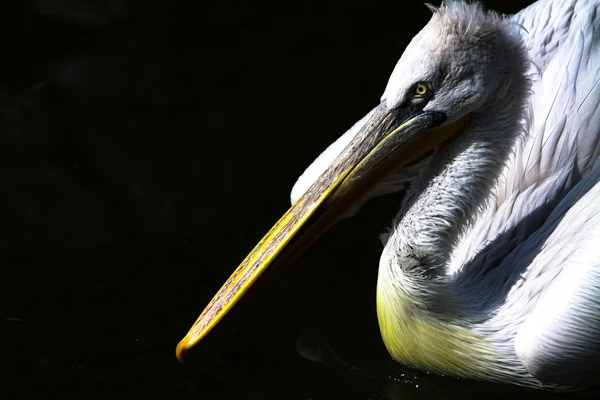 stock image Pelican