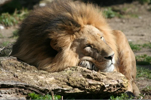 Λιοντάρι στον ύπνο — Φωτογραφία Αρχείου