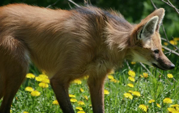 갈기 늑대 — 스톡 사진