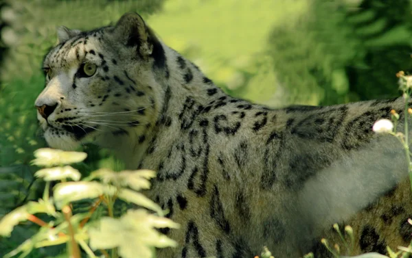 Leopardo de nieve — Foto de Stock