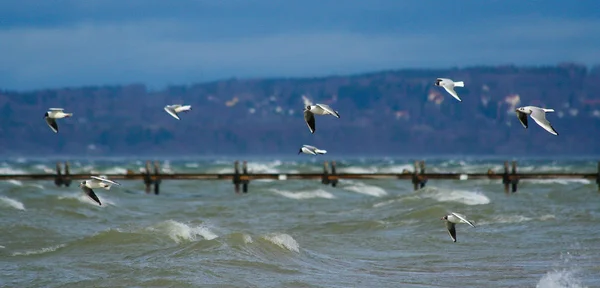 Gulls above the lake — Stock Photo, Image