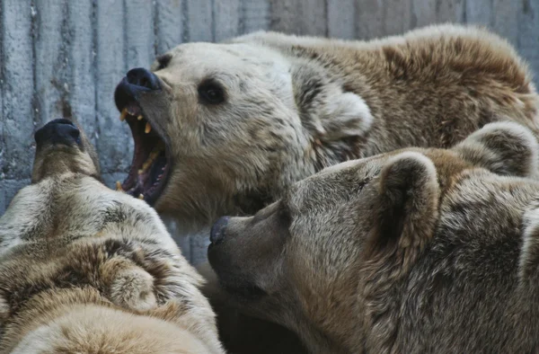 Bear fight — Stock Photo, Image