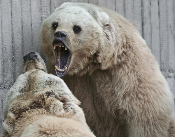Αρκούδα αγώνα — Φωτογραφία Αρχείου