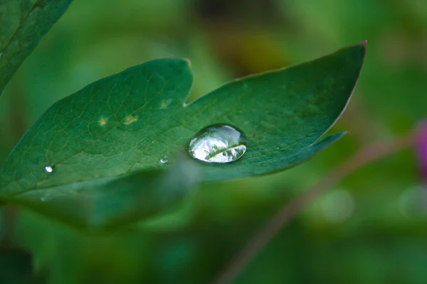 stock image Waterdrop