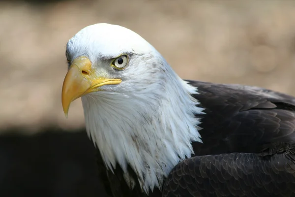 Stock image Bald eagle