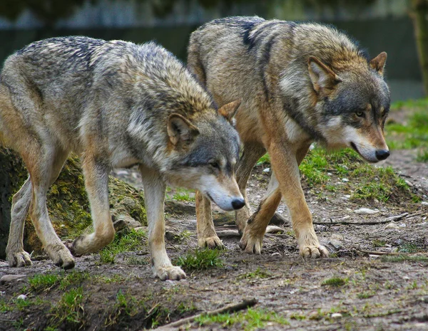 Δυο wolve — Φωτογραφία Αρχείου