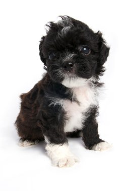 shihtzu lindo cachorrito en aislados