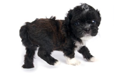 shihtzu lindo cachorrito en aislados