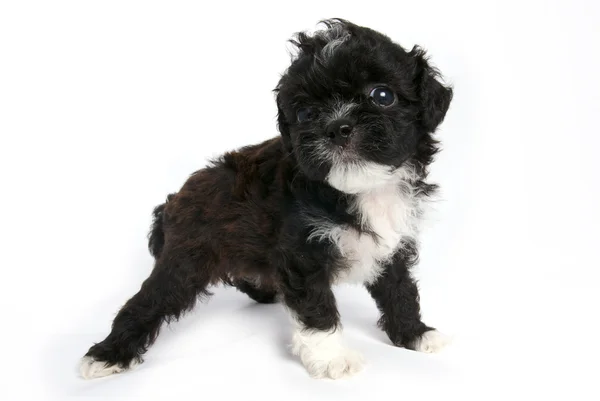 Маленький цуценя Шихтзу милий собака в ізольованій — стокове фото