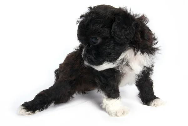 Little Shihtzu puppy cute dog in isolated — Stock Photo, Image