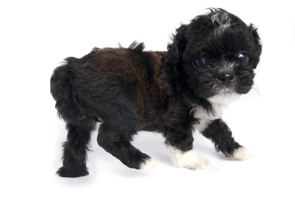 Little Shihtzu puppy cute dog in isolated — Stock Photo, Image