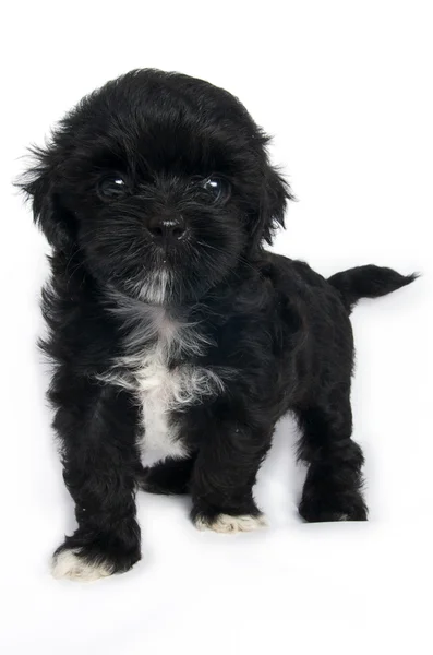 stock image Little Shihtzu puppy cute dog in isolated