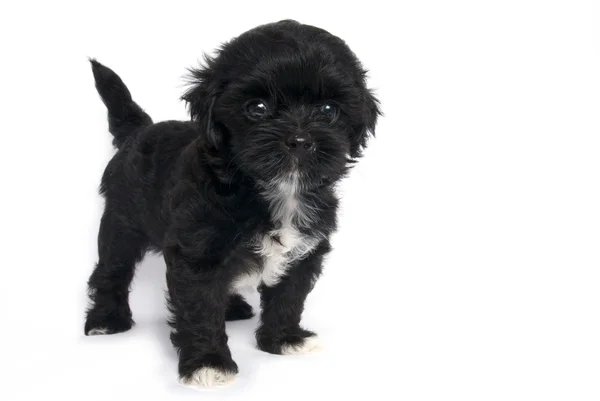 Pequeno cachorro Shihtzu bonito cão em isolado — Fotografia de Stock