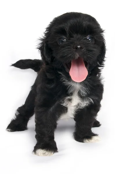 Маленький цуценя Шихтзу милий собака в ізольованій Стокове Фото