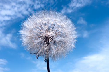 Dandelion clipart