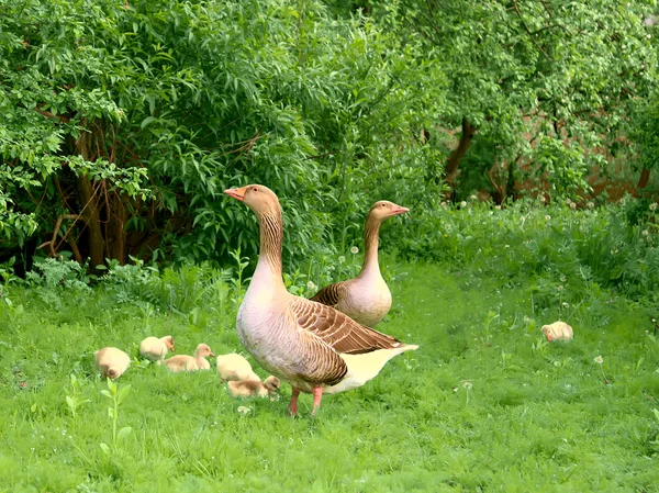 Geese and goslings — Stock Photo, Image