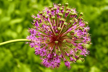 allium önümüzdeki