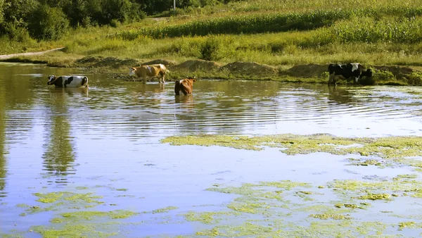 Cows entered in pond — Stock Photo, Image