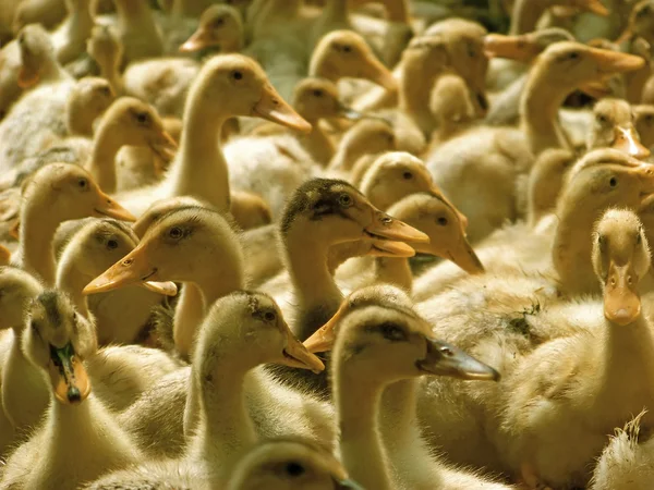 A lot of ducklings — Stock Photo, Image
