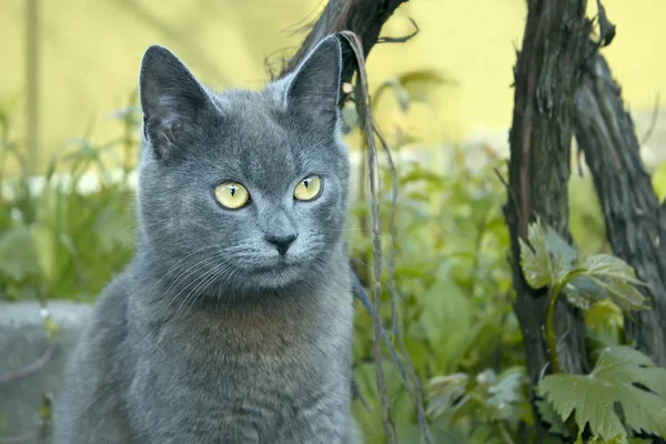 Gato cinza ao ar livre — Fotografia de Stock
