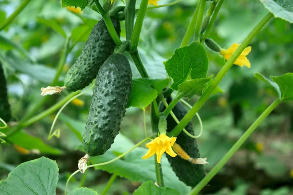 Greenhouse cucumbers — Stock Photo, Image