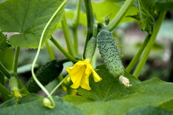 Cucumbers in greenhouse — Stock Photo, Image