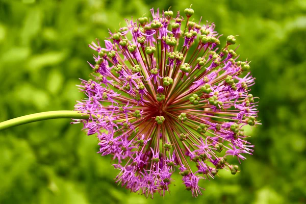 Blütenstand von Allium — Stockfoto