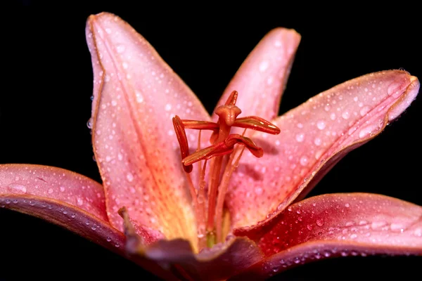 Pink lily isolated — Stock Photo, Image